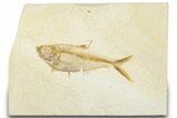 Detailed Fossil Fish (Diplomystus) - Wyoming #318396-1